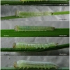 tr phryne larva1 volg